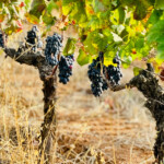 Calabrese | Southlake, Texas | Italian Flare Centered on Fresh Ingredients