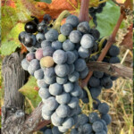 Calabrese | Southlake, Texas | Italian Flare Centered on Fresh Ingredients