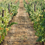 Calabrese | Southlake, Texas | Italian Flare Centered on Fresh Ingredients