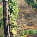 Calabrese | Southlake, Texas | Italian Flare Centered on Fresh Ingredients