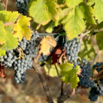 Calabrese | Southlake, Texas | Italian Flare Centered on Fresh Ingredients