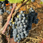 Calabrese | Southlake, Texas | Italian Flare Centered on Fresh Ingredients