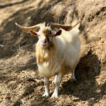 Calabrese | Southlake, Texas | Italian Flare Centered on Fresh Ingredients