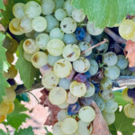 Calabrese | Southlake, Texas | Italian Flare Centered on Fresh Ingredients