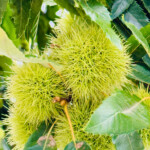 Calabrese | Southlake, Texas | Italian Flare Centered on Fresh Ingredients