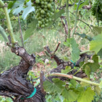 Calabrese | Southlake, Texas | Italian Flare Centered on Fresh Ingredients