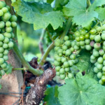 Calabrese | Southlake, Texas | Italian Flare Centered on Fresh Ingredients