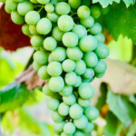 Calabrese | Southlake, Texas | Italian Flare Centered on Fresh Ingredients